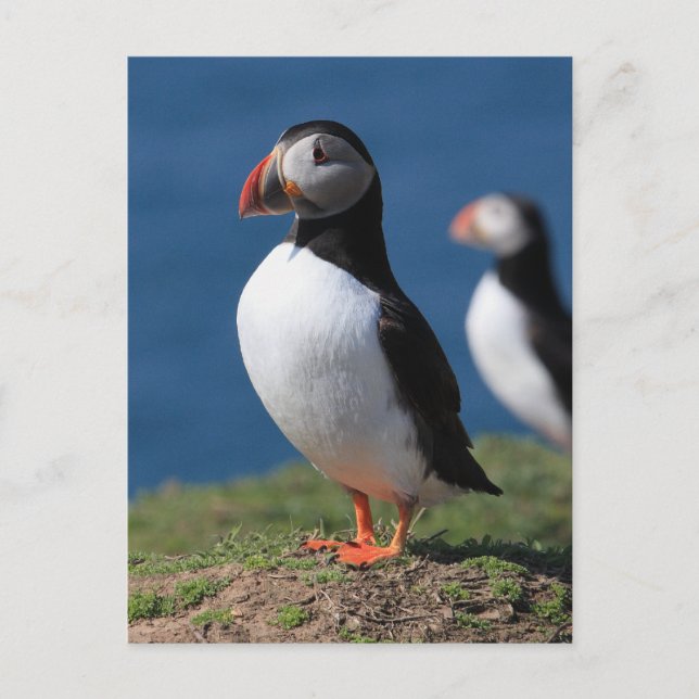 Skomer Island Puffins Postcard (Front)