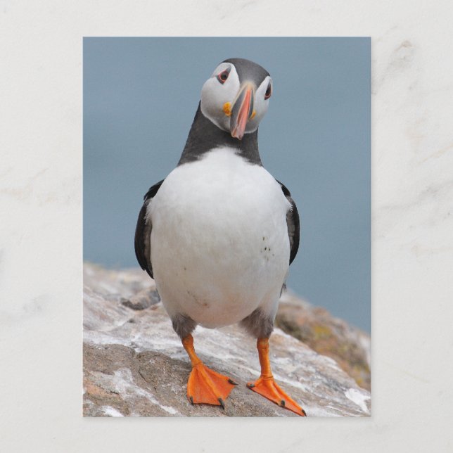 Skomer Island Puffins Postcard (Front)