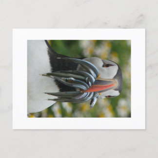 Skomer Puffin with Sand Eels Postcard