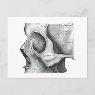 Skull and spine post card