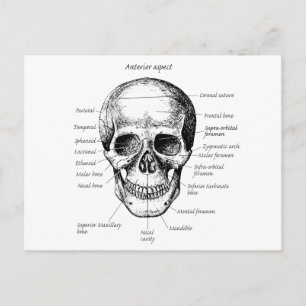 Skull Details Face Postcard