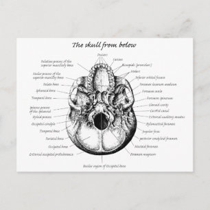 Skull Details Side Postcard