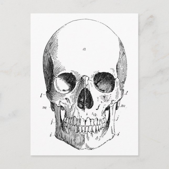 Skull Diagram Postcard (Front)
