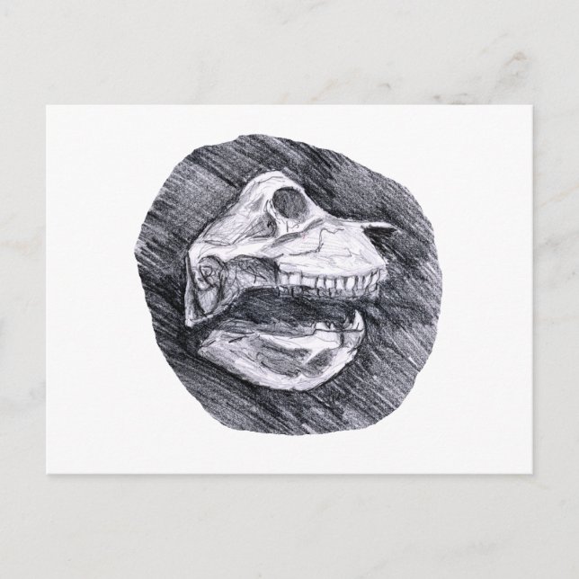 Skull drawing imaginary animal sketch postcard (Front)