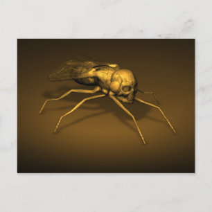 Skull Insect Postcard