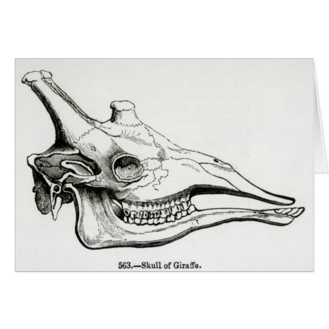 Skull of a Giraffe (Front Horizontal)