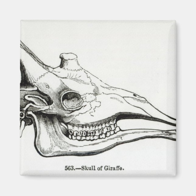 Skull of a Giraffe Magnet (Front)