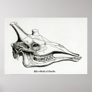 Skull of a Giraffe Poster