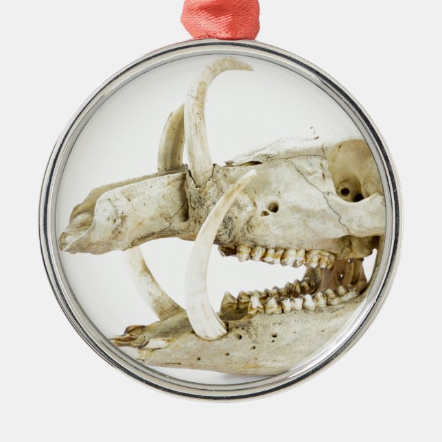 Skull of wild boar metal tree decoration (Front)