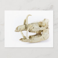 Skull of wild boar