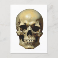 Skull Oil Painting Style Painting Illustration
