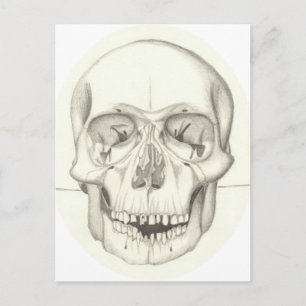 Skull postcard