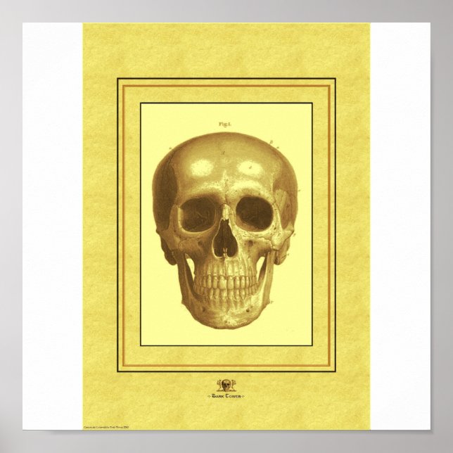 Skull Poster (Front)