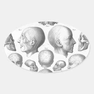 Skull Types Oval Sticker