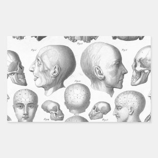 Skull Types Rectangular Sticker