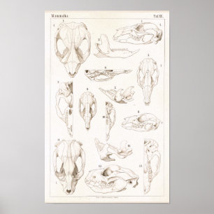Skulls of Mammals Veterinary Anatomy Print