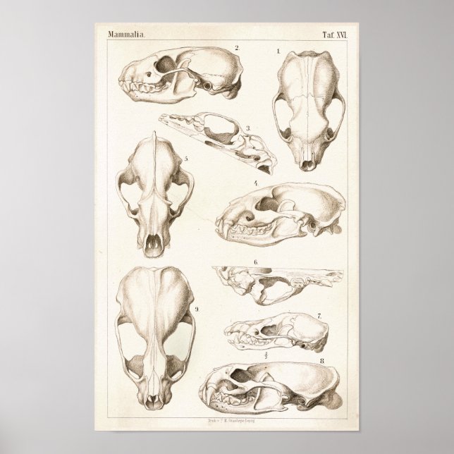 Skulls of Mammals Veterinary Anatomy Print (Front)