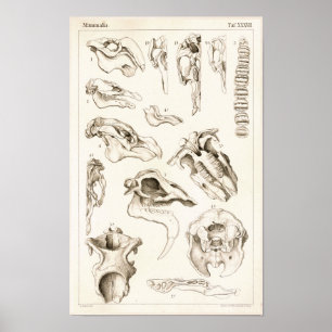 Skulls of Mammals Veterinary Manatee Anatomy Print