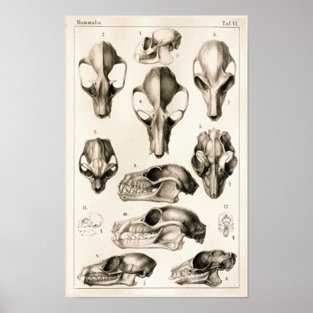 Skulls of Monkeys Bats Veterinary Anatomy Print (Front)