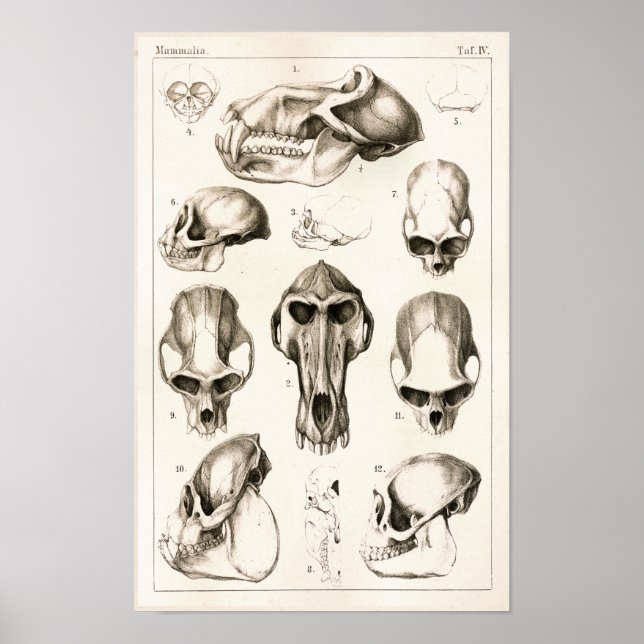 Skulls of Monkeys Veterinary Anatomy Print (Front)