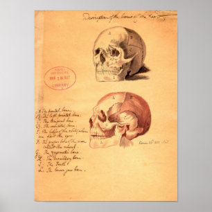 Skulls Poster