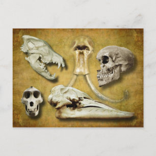 Skulls - wolf, mammoth, human, baboon, whale postcard