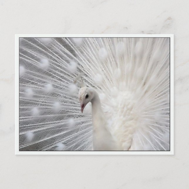 Skully Top Fun Postcard (Front)