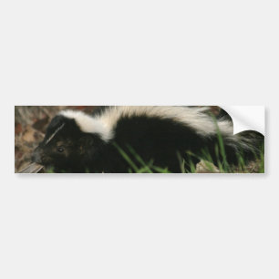 Skunk Behaviour  Bumper Stickers