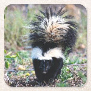 Skunk Black and White Square Paper Coaster
