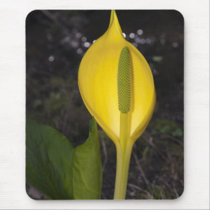 Skunk Cabbage Blossom - Mousepad