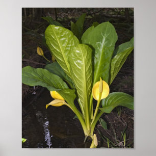 Skunk Cabbage - Fine Art Print