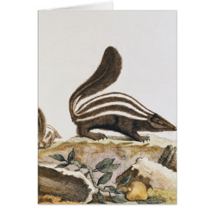 Skunk, from 'Histoire Naturelle' by