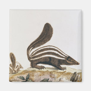 Skunk, from 'Histoire Naturelle' by Magnet