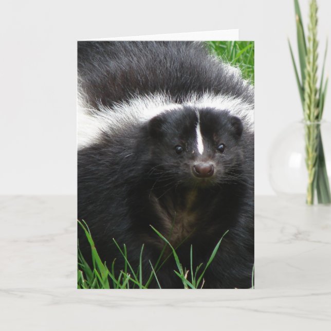 Skunk Photo Greeting Card (Front)
