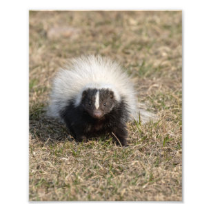 Skunk Photo Print
