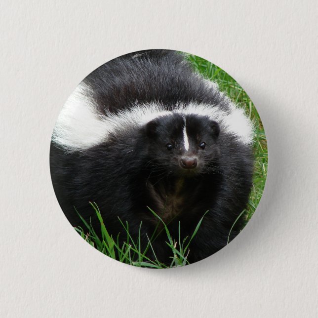 Skunk Photo Round Button (Front)