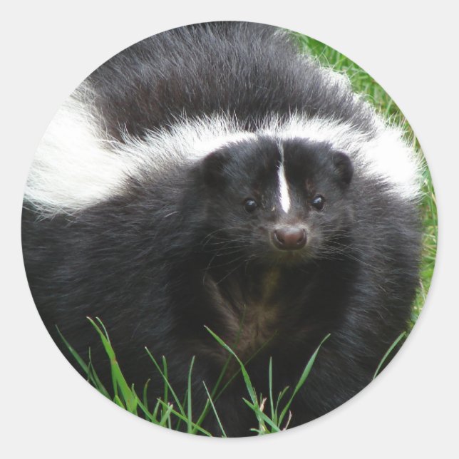 Skunk Photo Sticker (Front)