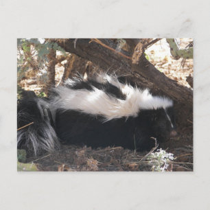 Skunk Postcard