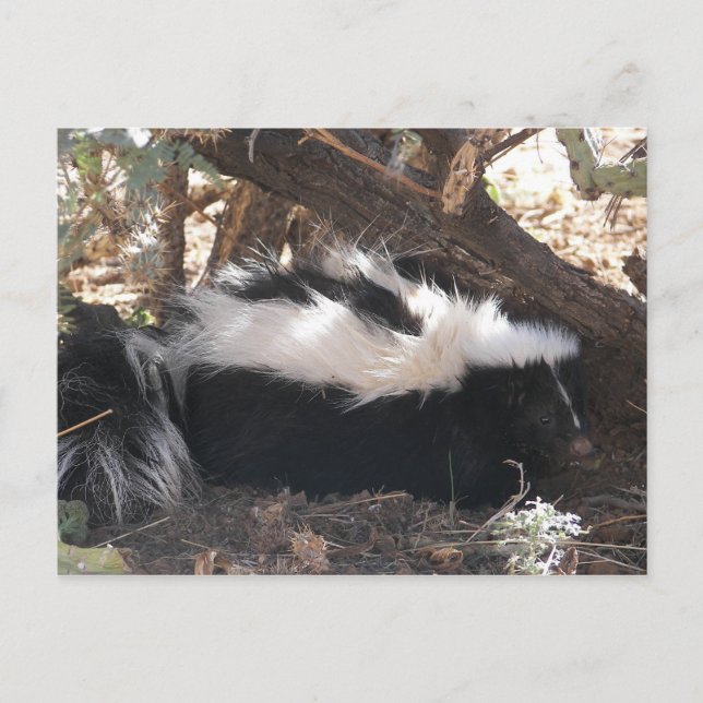 Skunk Postcard (Front)