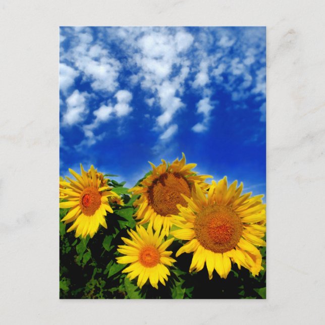 Sky and Bloom Postcard (Front)