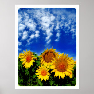 Sky and Bloom , poster