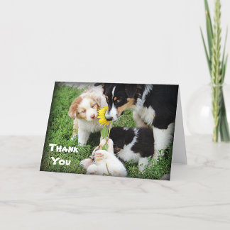 Sky Blue Aussies Thank You Card
