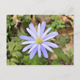 Sky Blue Windflower Postcard
