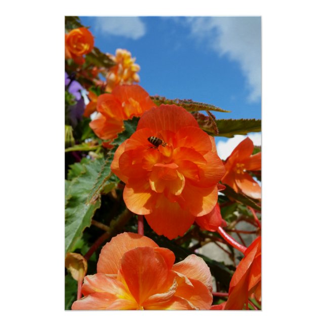 sky, flowers and bee poster (Front)