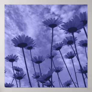 Sky Gazers Poster