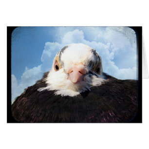 Sky High Pigeon All Occasions Greeting Card 