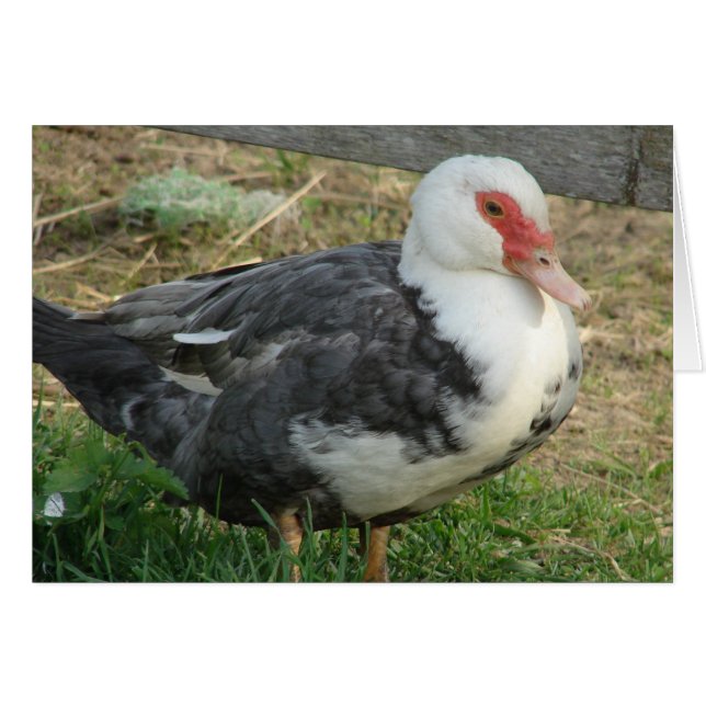 Sky Jr. (Front Horizontal)