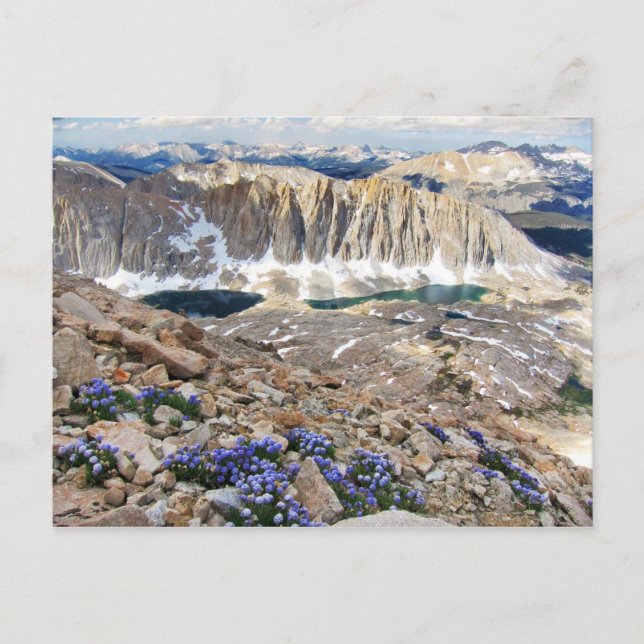 Sky Pilot Flowers, Mt. Whitney, California Postcard (Front)