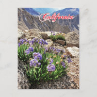 Sky Pilot Flowers, University Peak, California