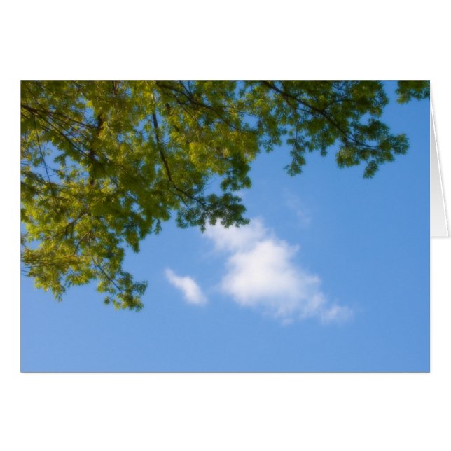 sky view with tree top (Front Horizontal)